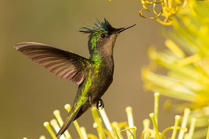 Le Journal De Saint Barth Les Oiseaux Sont Les Meilleurs Indicateurs De La Qualite De L Environnement