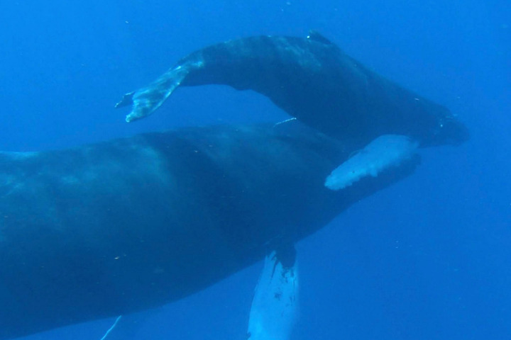 Saint-Barth - Baleine et son baleineau Megaptera