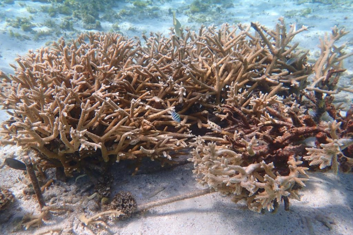 Saint-Barth - Coral Restoration 