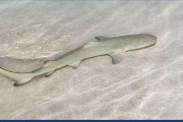 Saint-Barth - requin citron bébé