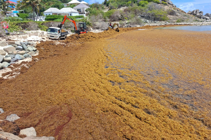 Saint-Barth - Sargasses