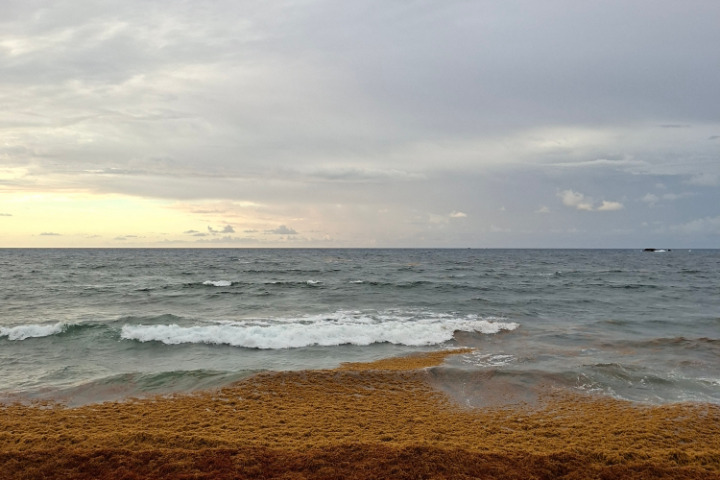 Saint-Barth - sargasses