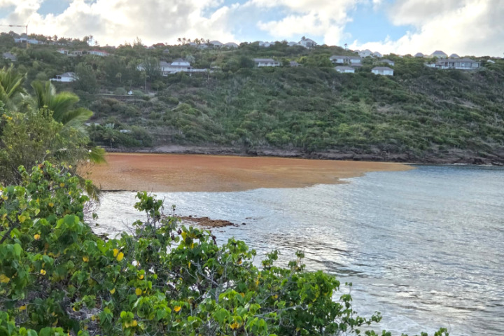 Saint-Barth - Sargasses